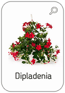 Dipladenia