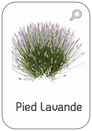 Pied-Lavande