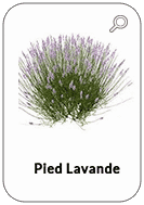 Pied-Lavande