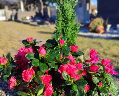 Fleurissement de sépultures : choix et qualité de plantes fraîches