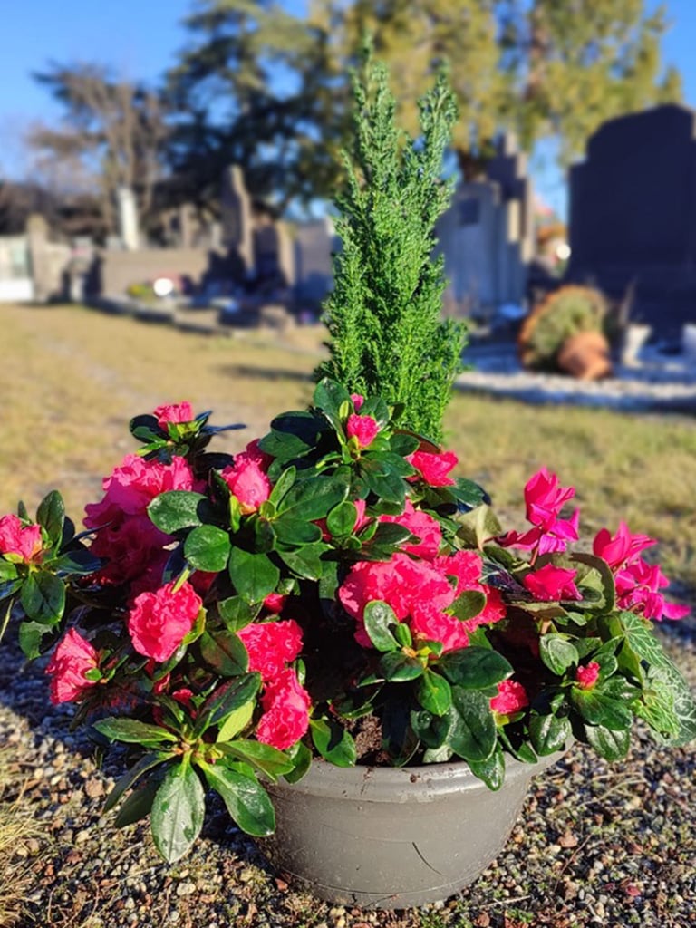Fleurissement de sépultures : choix et qualité de plantes fraîches