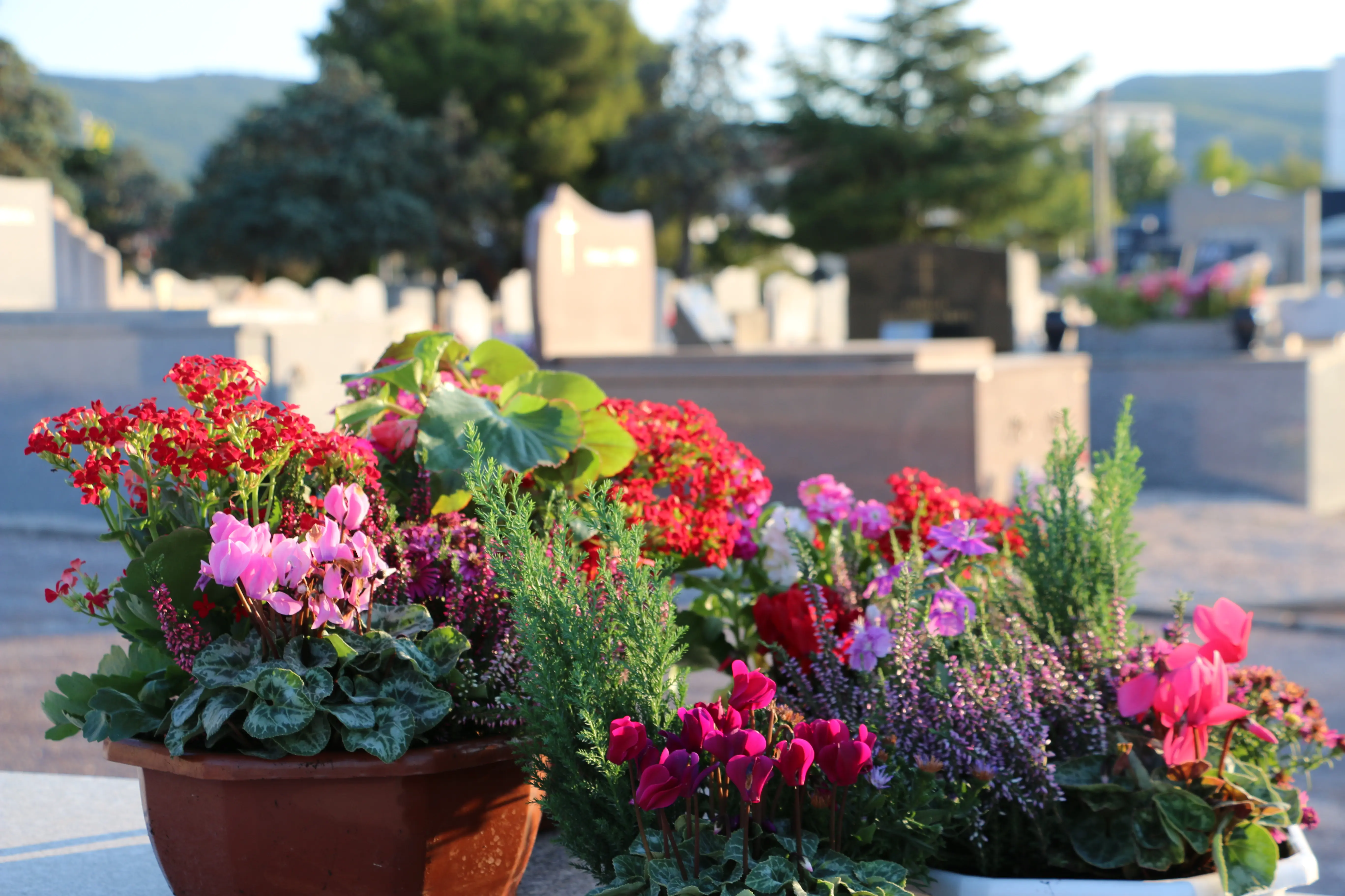 Plateau de fleurs variées en jardinière devant des tombes de cimetière, ambiance calme et verdoyante. meilleur prix entretien tombe intégré naturellement.