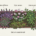 Planter de fleurs en hiver: bruyère d’hiver, cyclamen et lierre persistant sur un couvre-sol en sédum, illustrations de plantation. Entretien fleurs tombe hiver.