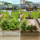 Tombes dans un cimetière avec jardinières avant/après nettoyage, fleurs et verdure abondantes sur la tombe gauche; tombe droite entretenue avec plantes et gravier propres.