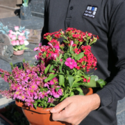 Personnel portant pot de fleurs colorées devant une tombe, fleurs roses et rouges, service funéraire écologique.