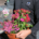 Personnel portant pot de fleurs colorées devant une tombe, fleurs roses et rouges, service funéraire écologique.