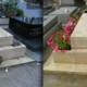 Deux tombes identiques avant et après, fleurissant avec des pots et des plantes autour du monument funéraire.